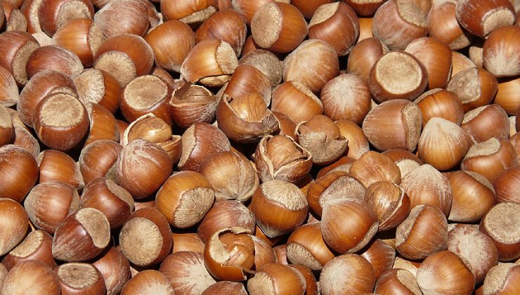 Fındık ihracatı Türkiye’ye rekor döviz kazandırdı